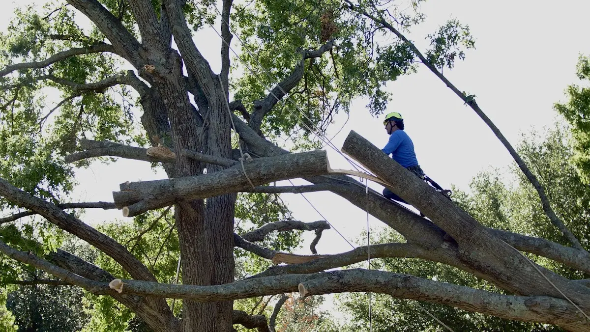 Professional Hazardous Tree Removal performed by certified arborists in North Bay