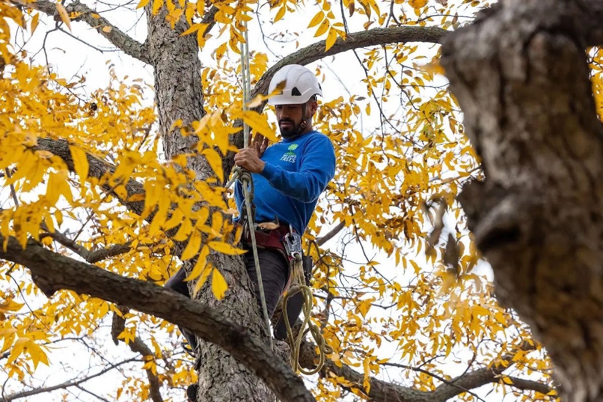 Skilled Tree Transplanting crew working in North Bay