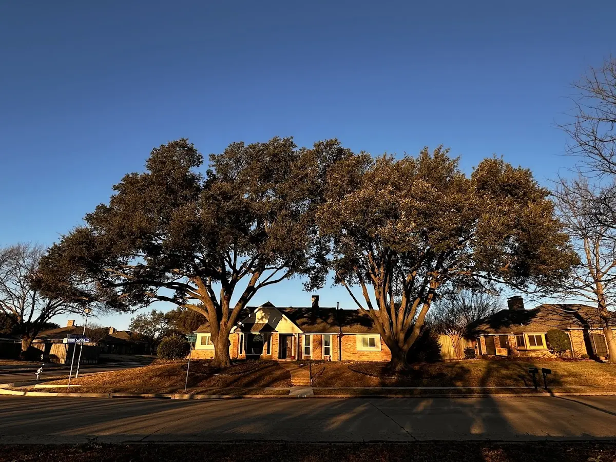Established residential canopy tree shading a home in North Bay